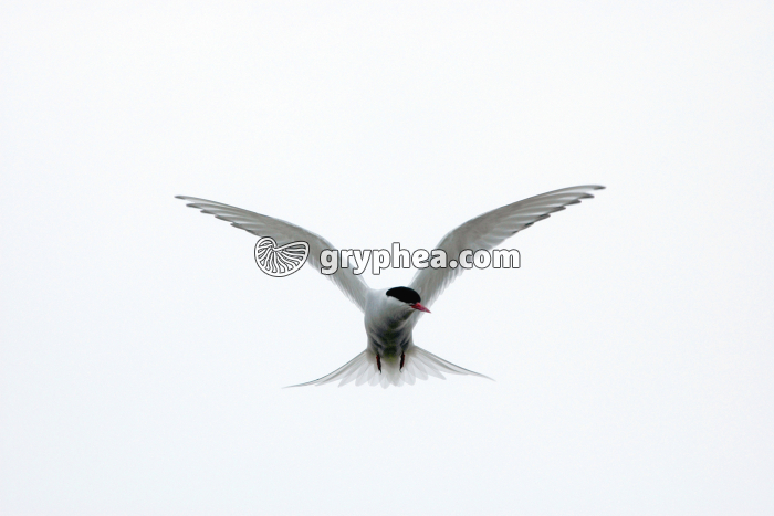 Sterne arctique - gryphea.org